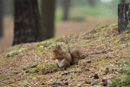 Red Squirrel Gallery