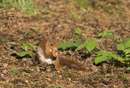 Red Squirrel