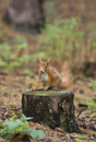 Red Squirrel