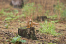Red Squirrel
