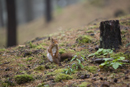 Red Squirrel