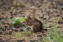 Red Squirrel