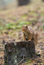 Red Squirrel