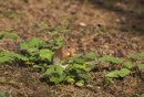 Red Squirrel