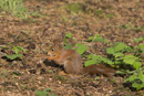 Red Squirrel