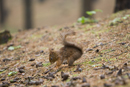 Red Squirrel
