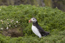 Atlantic puffin by burrow