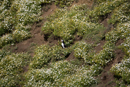 Atlantic puffin by Burrow
