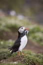 Atlantic puffin with sand eel prey