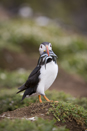 Atlantic puffin with sand eel prey