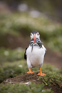 Atlantic Puffin with sand eel prey
