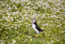 Atlantic Puffin with sand eel prey