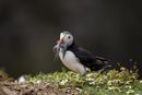 Atlantic Puffin with sand eel prey
