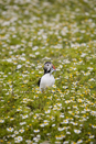 Atlantic Puffin with sand eel prey