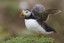 Atlantic puffin stretching wings