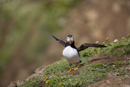 Atlantic puffin stretching wings