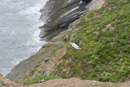 Atlantic puffin in flight