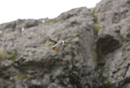 Atlantic puffin in flight with sand eels
