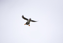 Atlantic puffin in flight