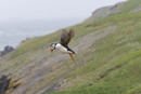 Atlantic puffin in flight