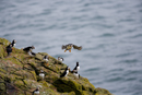 Atlantic puffins on rocky coast