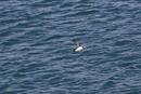 Atlantic puffin in flight