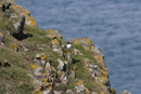 Atlantic puffin