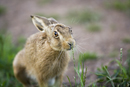 European brown hare at the edge of a farm track