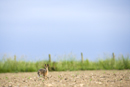 European brown hare