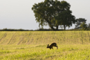 European brown hare