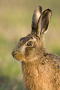European brown hare portrait