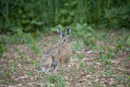 European brown hare