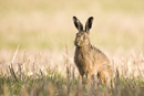 European brown hare