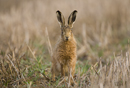 European brown hare in a stubble field
