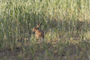 European brown hare
