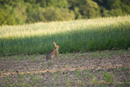 European brown hare