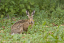 European brown hare