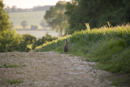 European brown hare