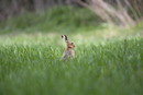 European brown hare