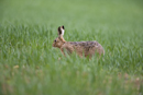 European brown hare