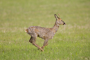 Young roe deer buck running across a fallow field