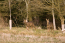 Young roe deer emerge from a tree plantation