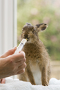 Leveret being hand reared