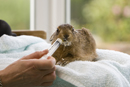 Leveret being hand reared