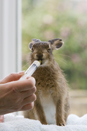 Leveret being hand reared