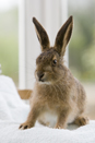 Leveret being hand reared