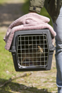 Hand reared leveret being released