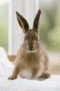 Leveret being hand reared