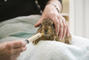 Leveret being hand reared