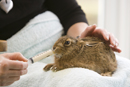 Leveret being hand reared